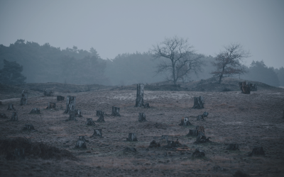 EU Nařízení o odlesňování (EUDR): Nová pravidla pro dovoz a vývoz komodit