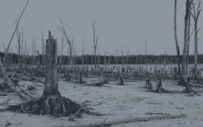 Evropský parlament odhlasoval další roční odklad Nařízení o odlesňování (EUDR)